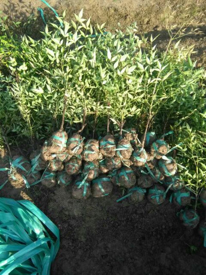南天竹30~50cm