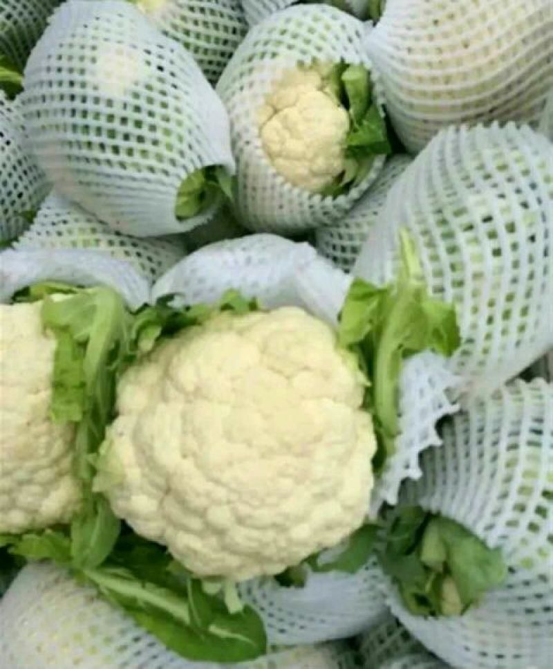 本地精品白花菜，质量有保证，产地真供，专业包装团队