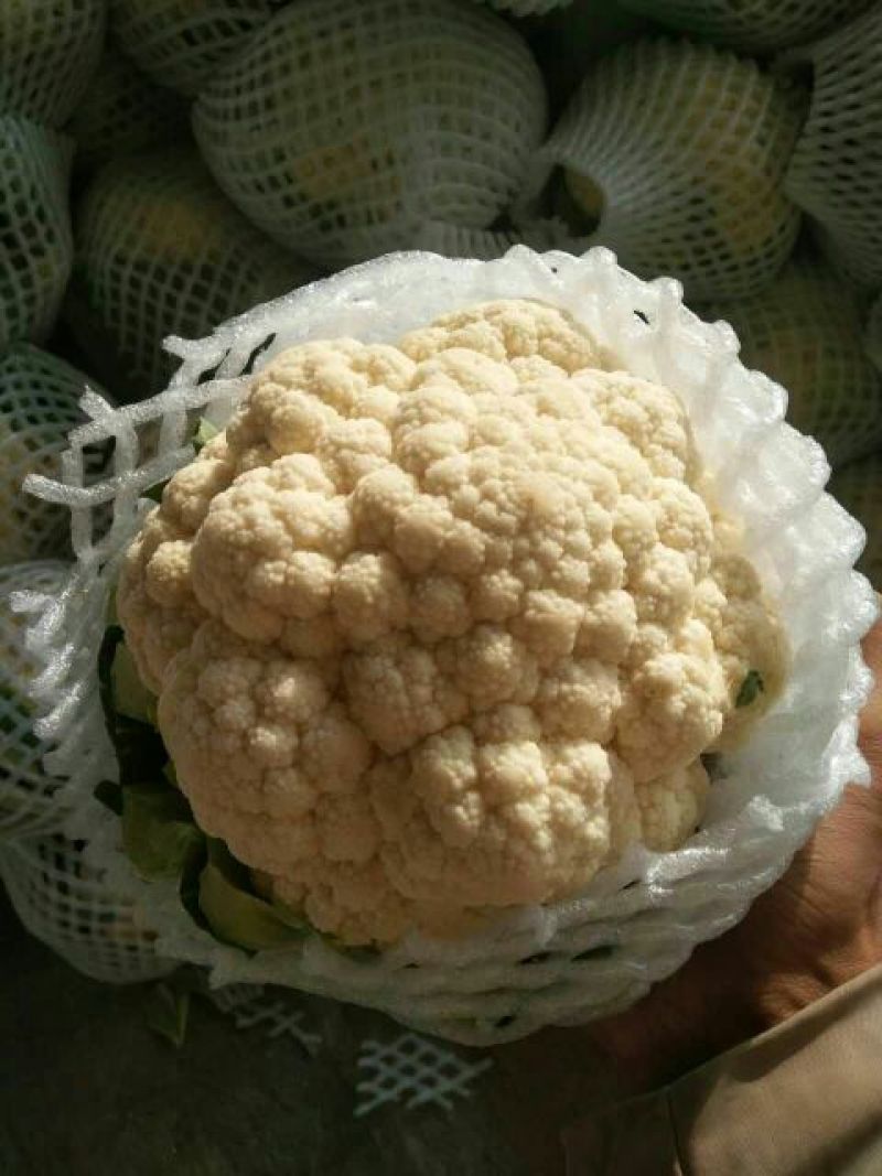 本地精品白花菜，质量有保证，产地真供，专业包装团队