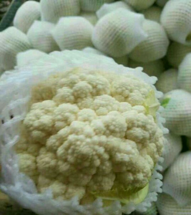 本地精品白花菜，质量有保证，产地真供，专业包装团队