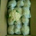本地精品白花菜，质量有保证，产地真供，专业包装团队