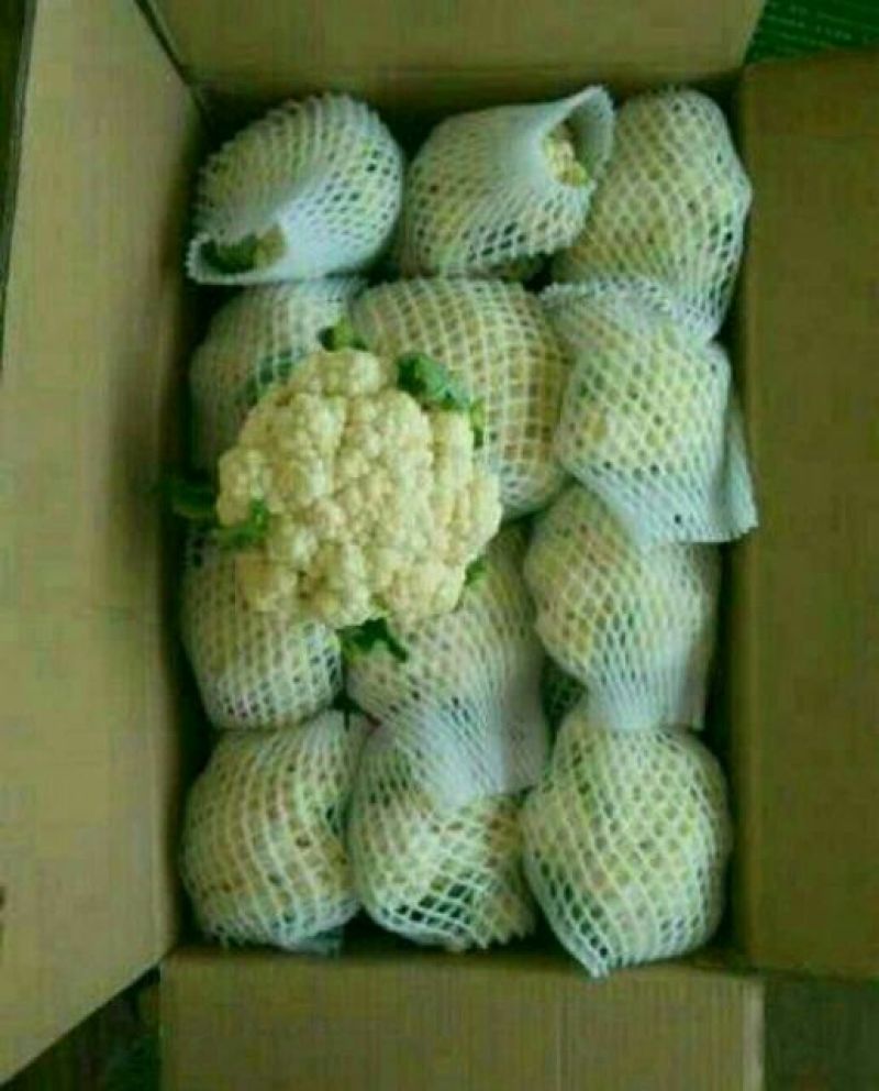 本地精品白花菜，质量有保证，产地真供，专业包装团队