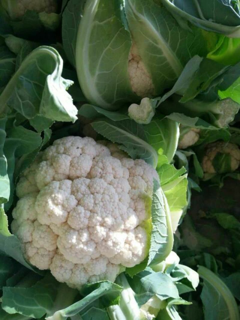 本地精品白花菜，质量有保证，产地真供，专业包装团队