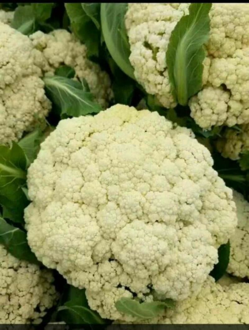 本地精品白花菜，质量有保证，产地真供，专业包装团队