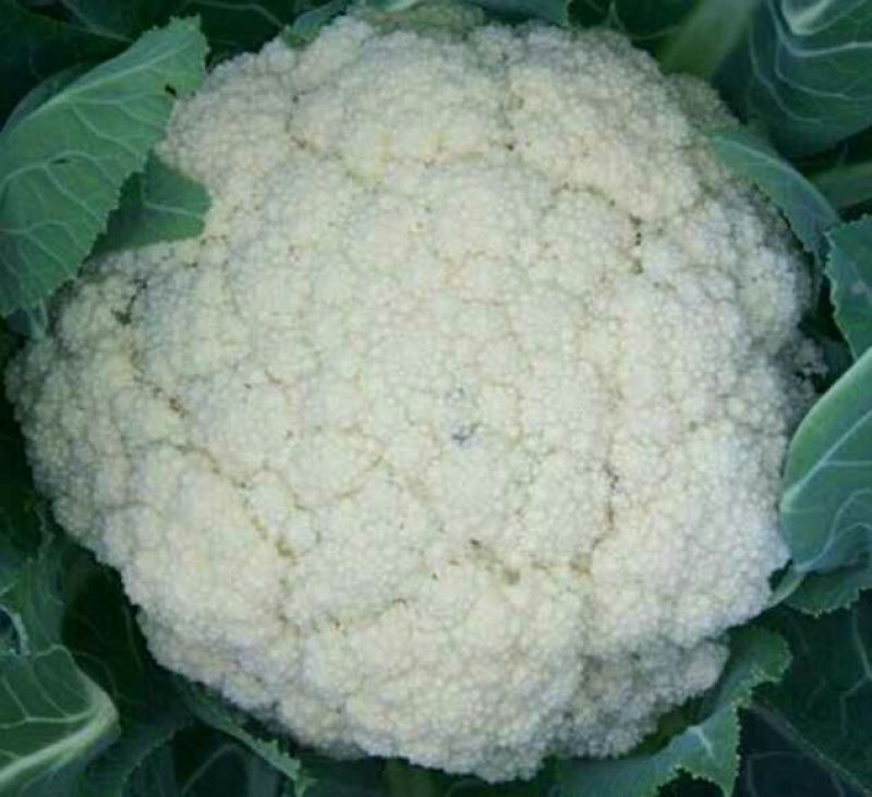 本地精品白花菜，质量有保证，产地真供，专业包装团队