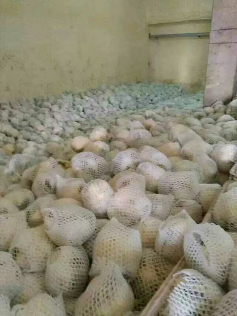 本地精品白花菜，质量有保证，产地真供，专业包装团队