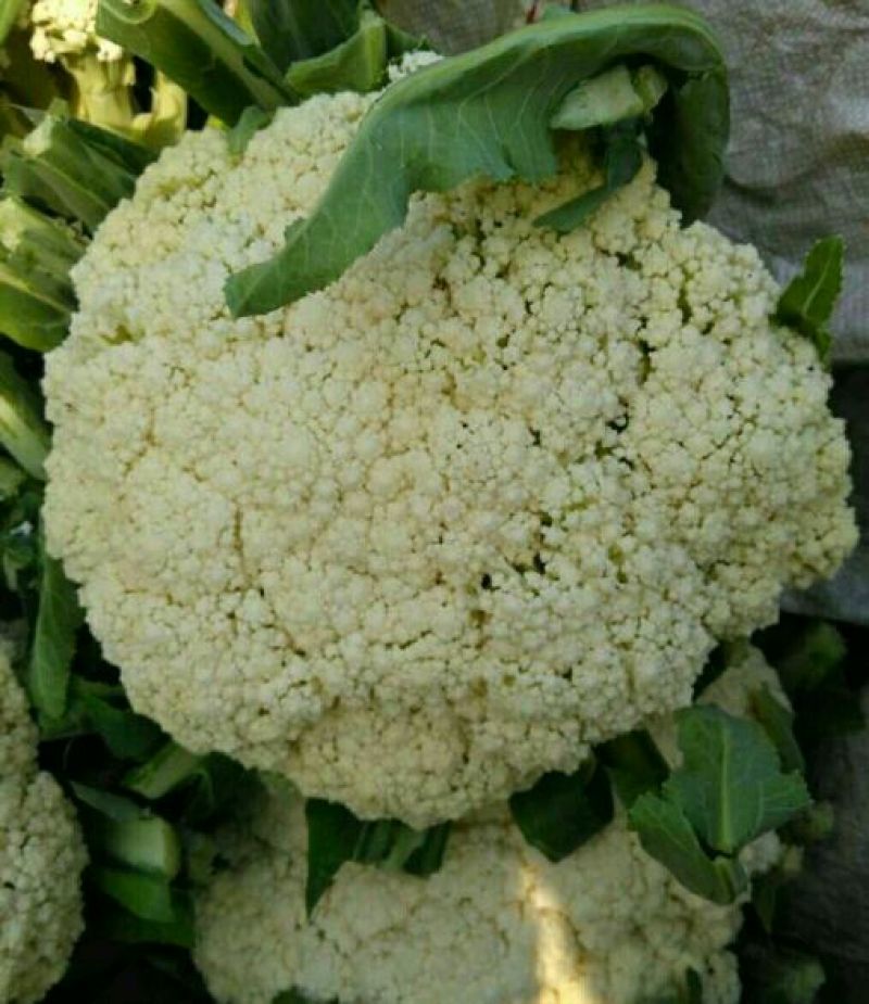 本地精品白花菜，质量有保证，产地真供，专业包装团队