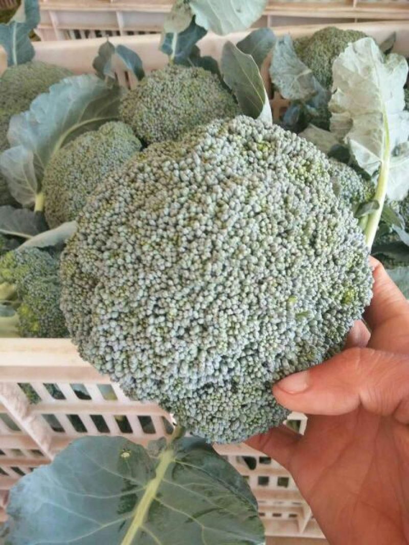 本地精品白花菜，质量有保证，产地真供，专业包装团队