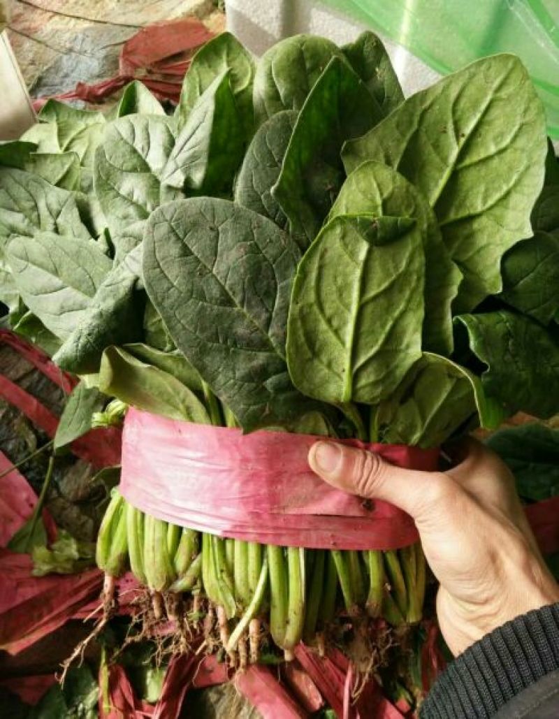 本地精品白花菜，质量有保证，产地真供，专业包装团队