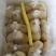 菠萝1~1.5斤
