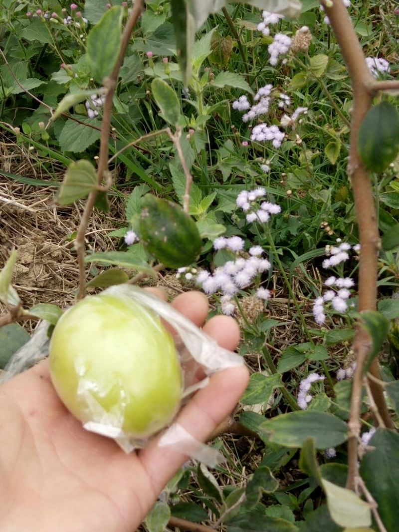 青枣苗台湾大青枣苗，苹果枣