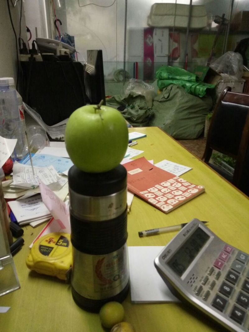 青枣苗台湾大青枣苗，苹果枣