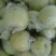 皇冠梨纸加膜500~550g