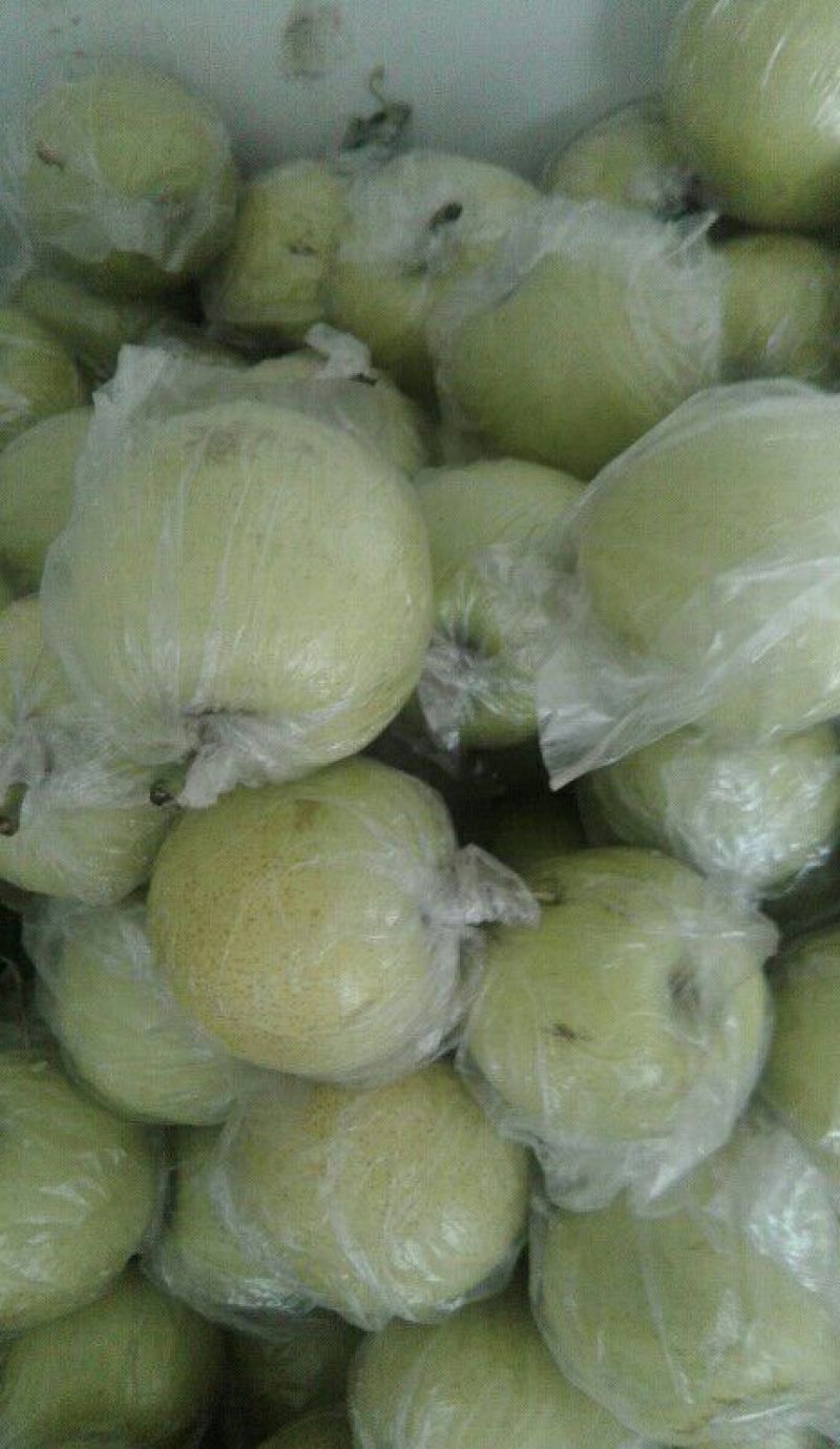皇冠梨纸加膜500~550g