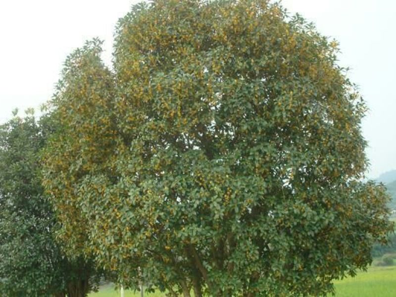 八月桂1~2米14~16cm3~3.5米