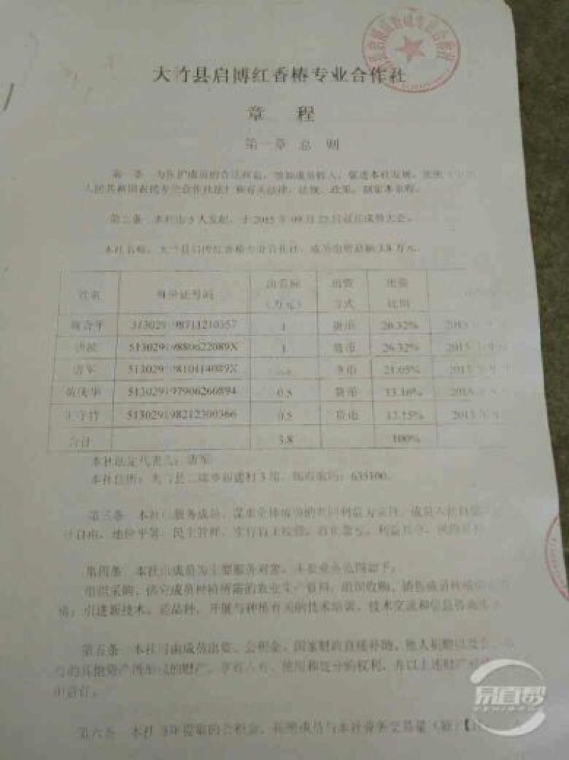 四川香椿苗51~80cm代收，代发，产地一手货源
