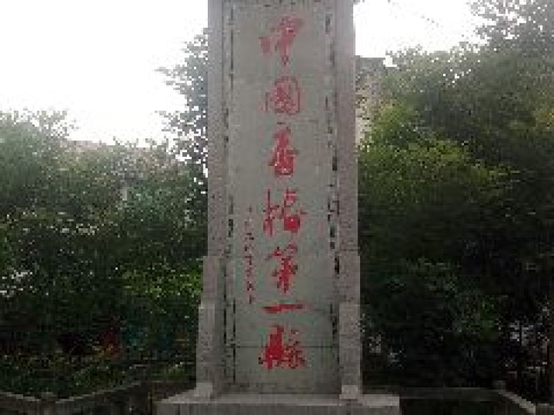 四川香椿苗51~80cm代收，代发，产地一手货源
