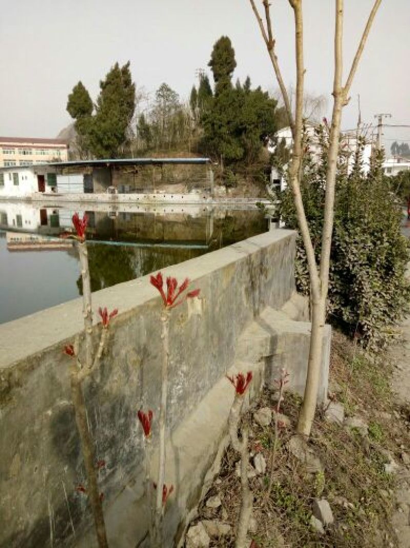 四川香椿苗51~80cm代收，代发，产地一手货源