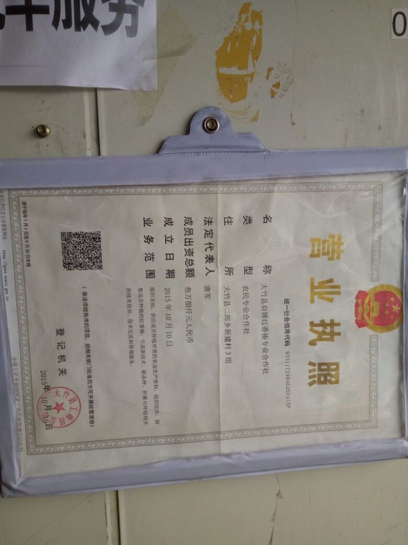 四川香椿苗51~80cm代收，代发，产地一手货源