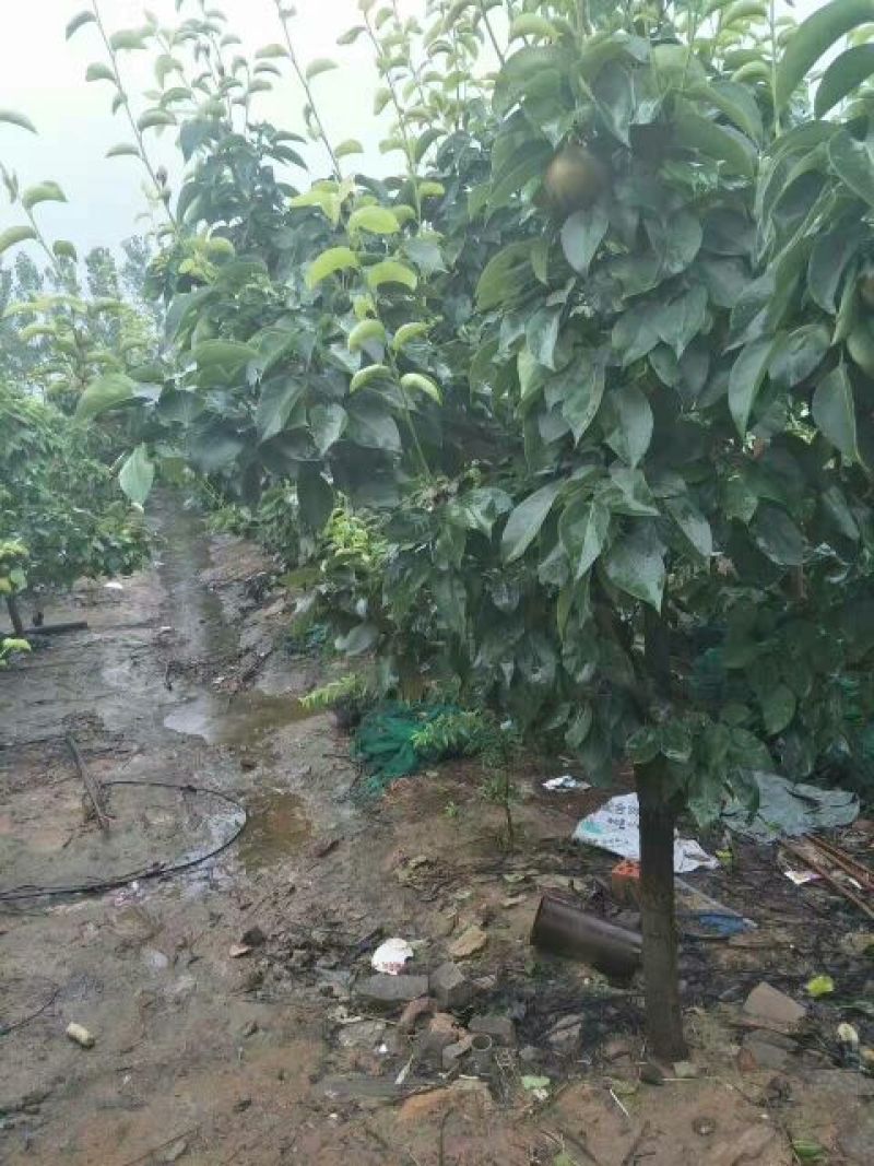 梨树5-10公分