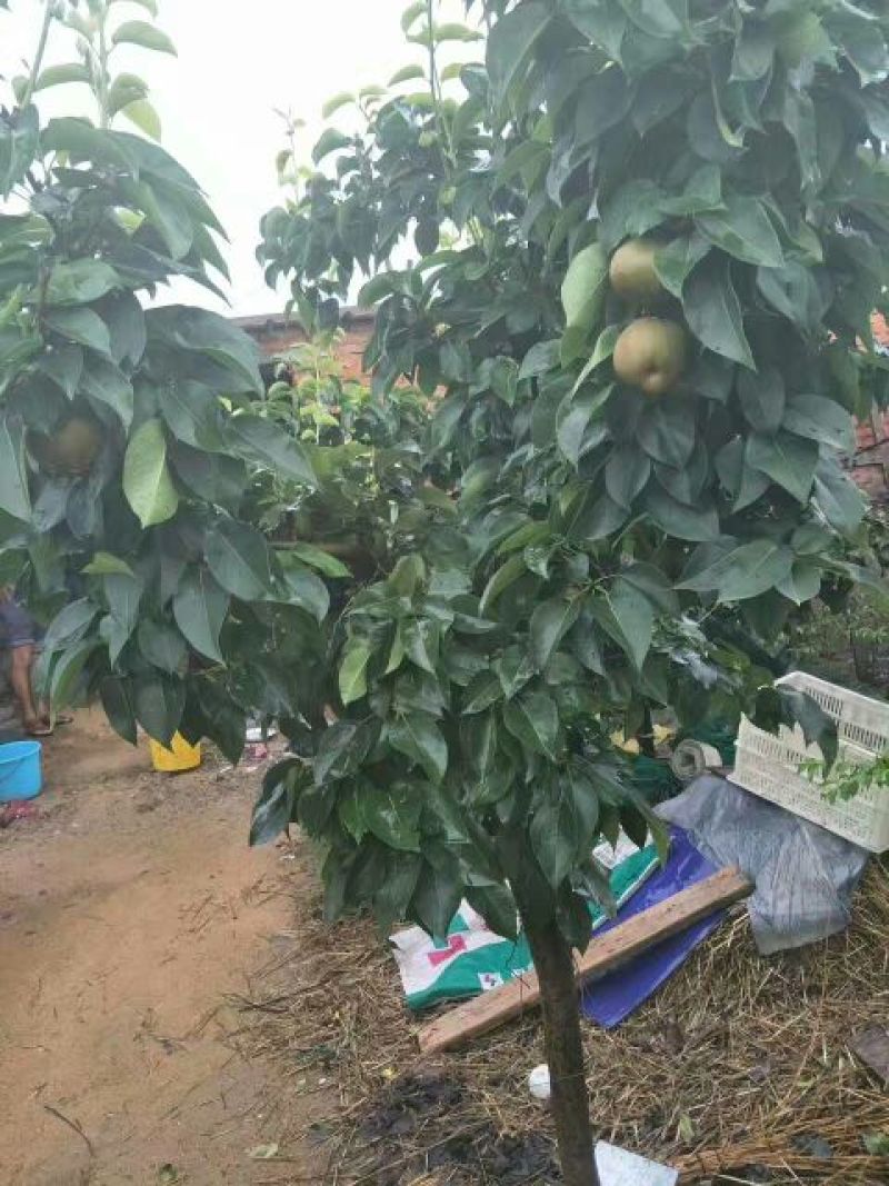 梨树5-10公分