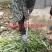 包邮乌梅孛荠杨梅树苗放心苗产量高提供技术指导