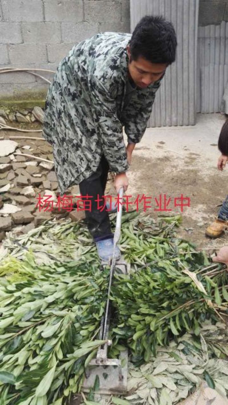 包邮乌梅孛荠杨梅树苗放心苗产量高提供技术指导