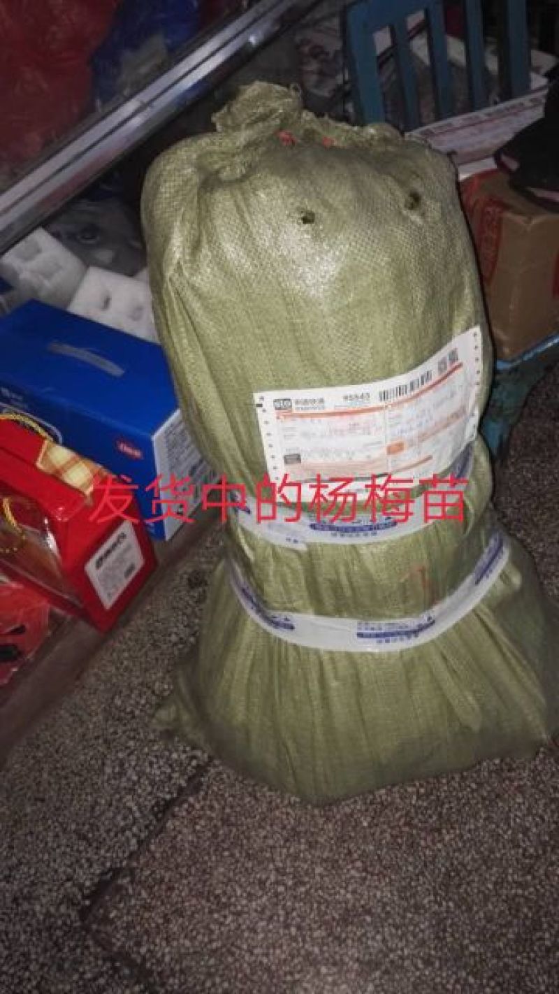 包邮乌梅孛荠杨梅树苗放心苗产量高提供技术指导