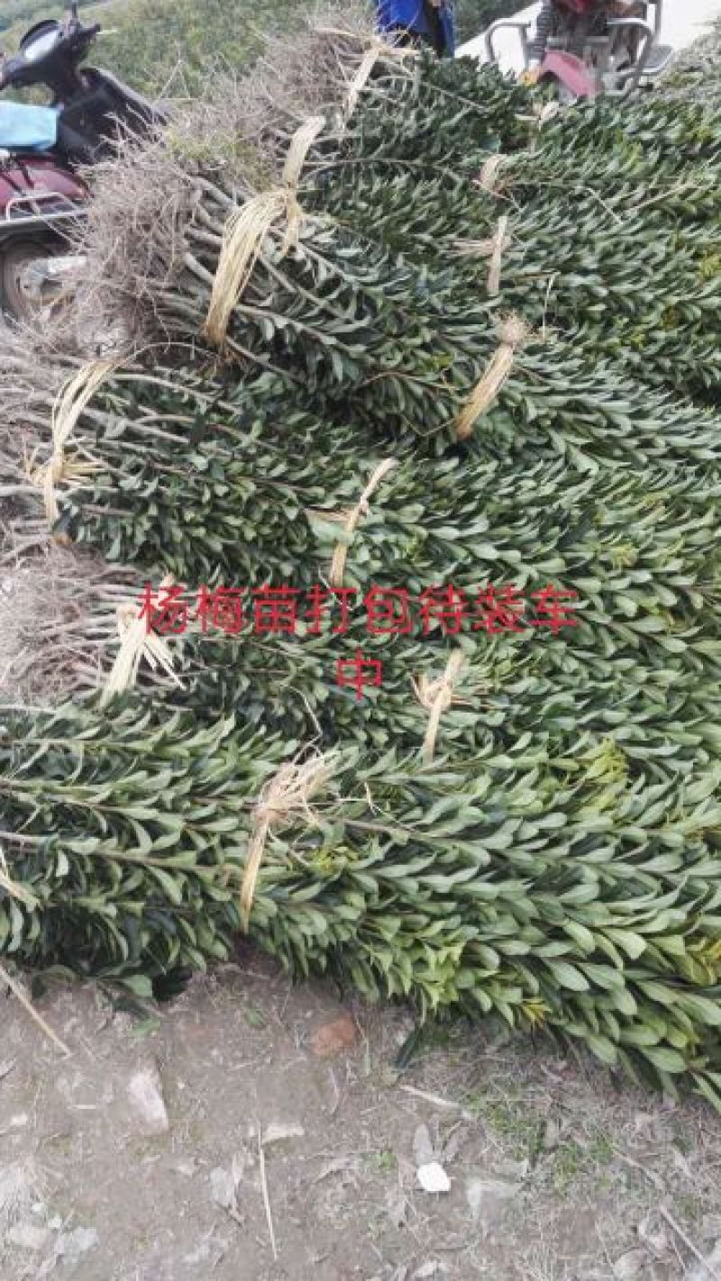 包邮乌梅孛荠杨梅树苗放心苗产量高提供技术指导