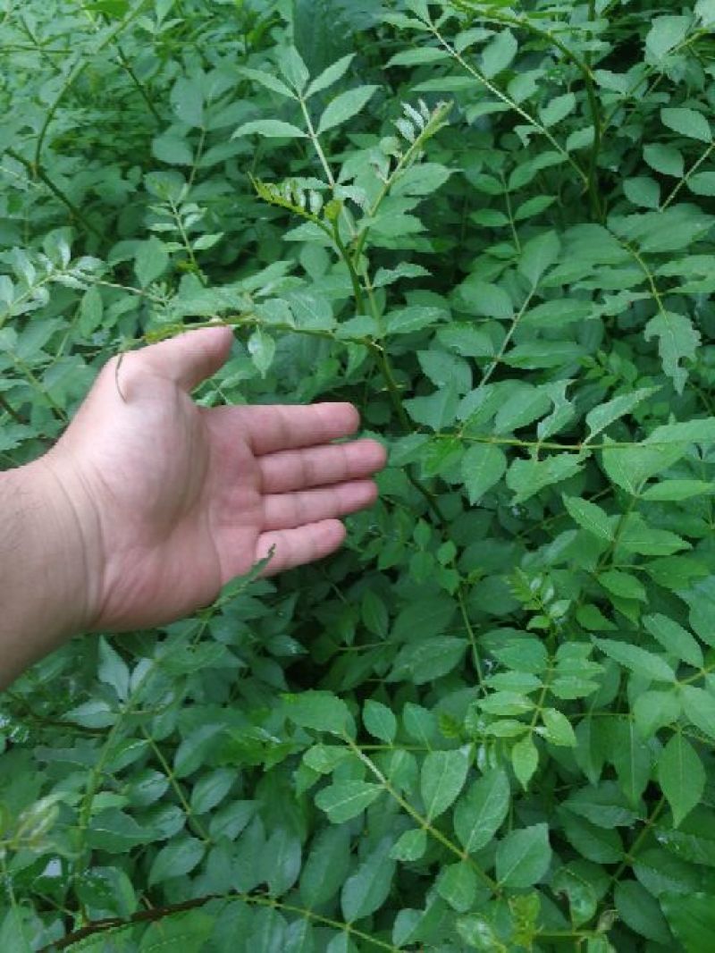 大红袍花椒苗40以上免费赠送种植技术