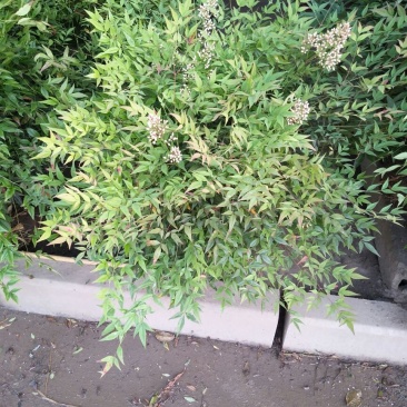 南天竹30~50cm