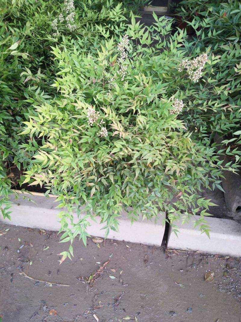 南天竹30~50cm