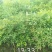 南天竹30~50cm