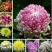 菊花苗