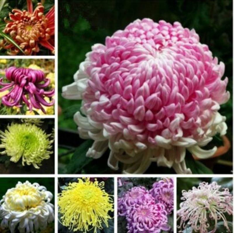 菊花苗