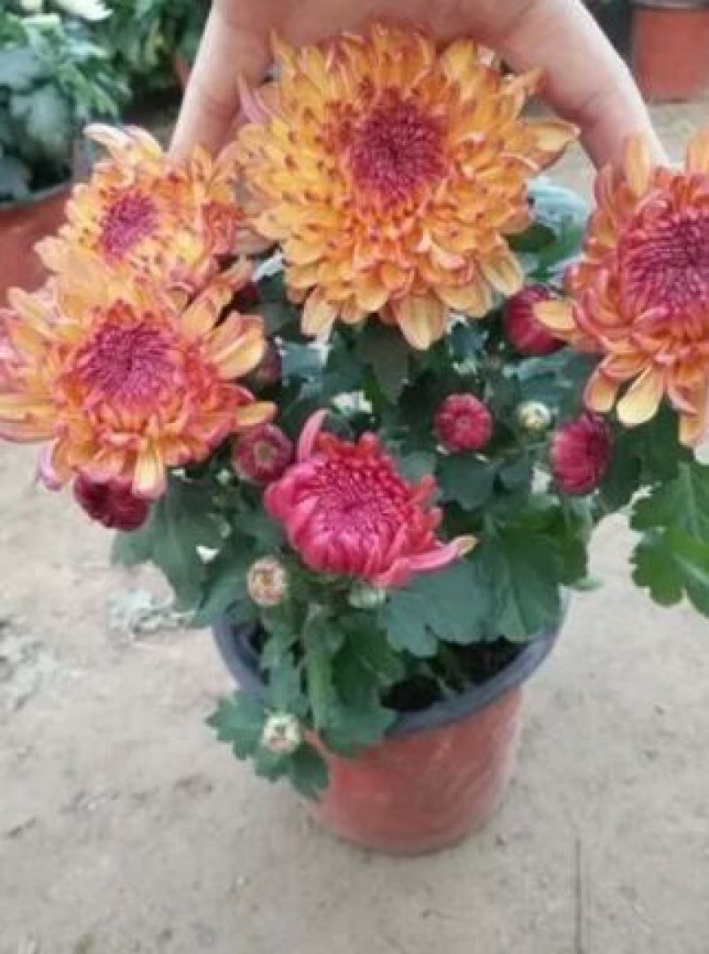 菊花苗