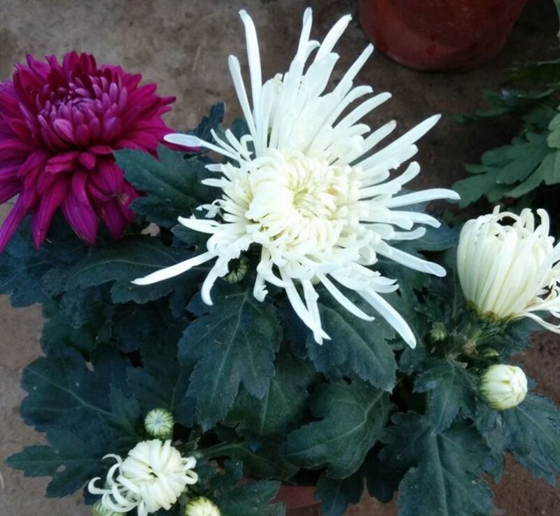 菊花苗