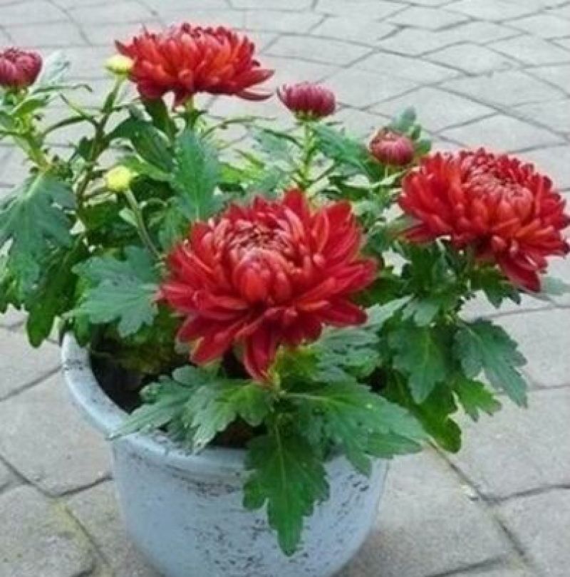 菊花苗
