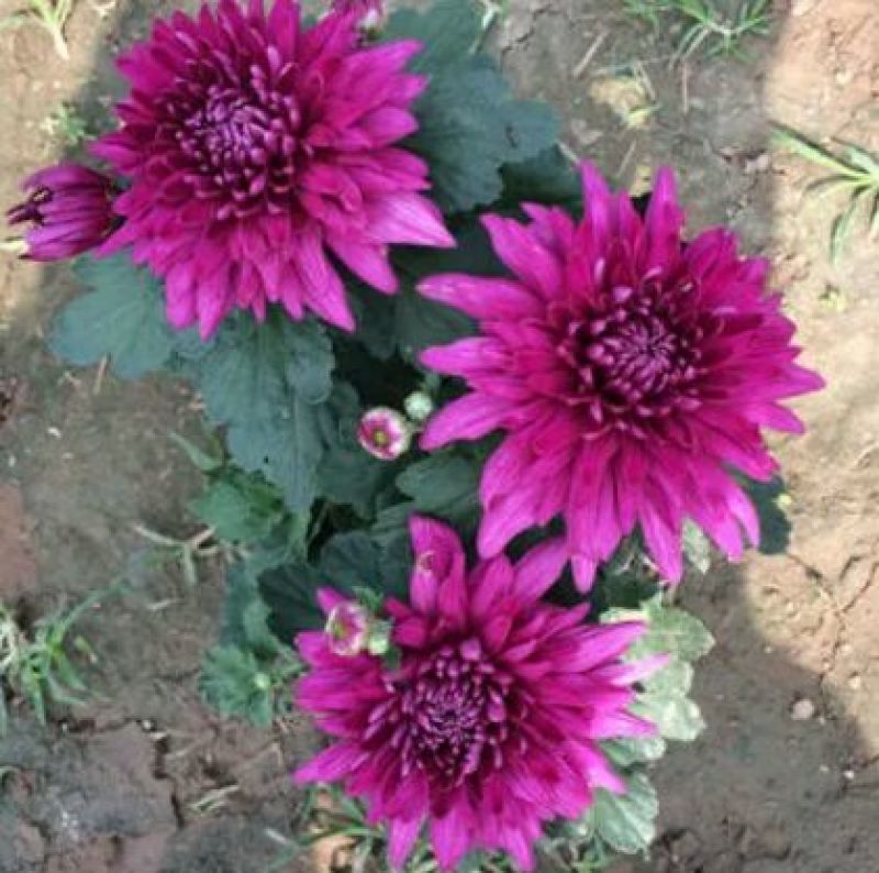 菊花苗