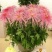 菊花苗