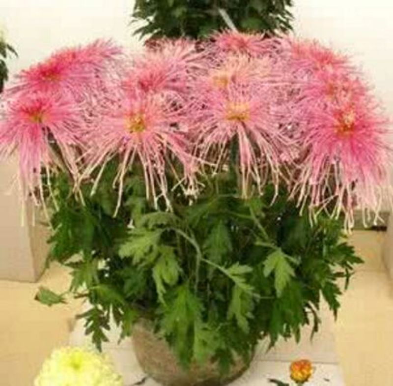菊花苗