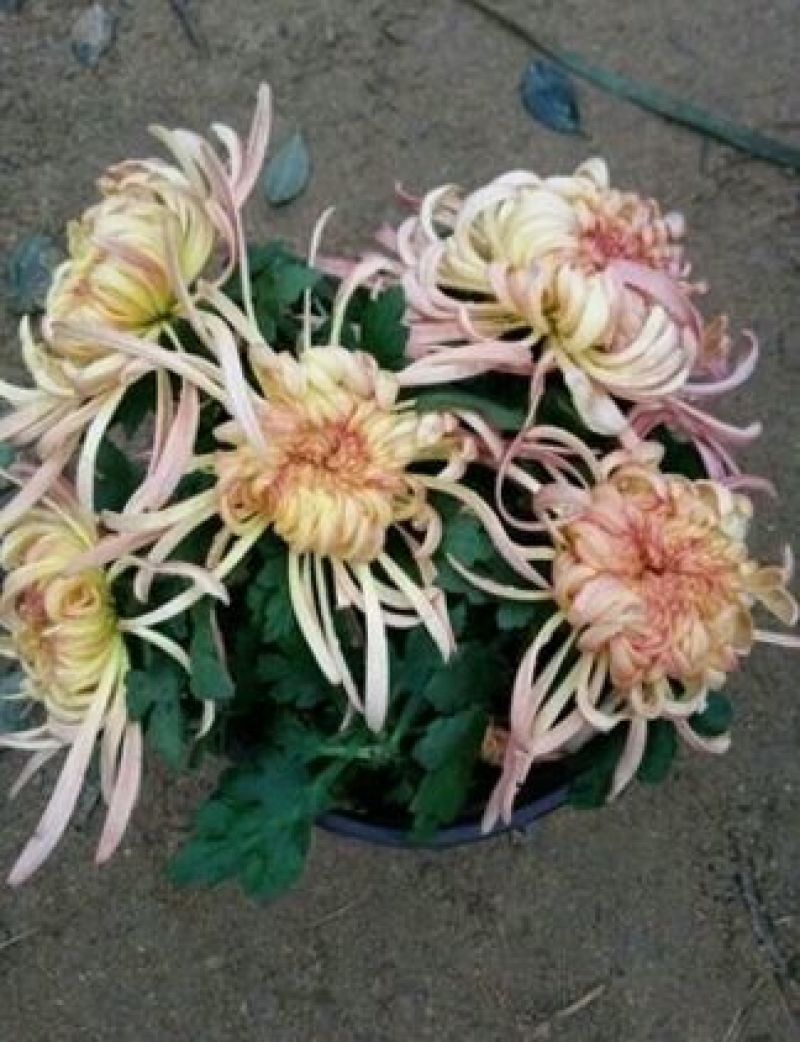 菊花苗