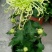 菊花苗