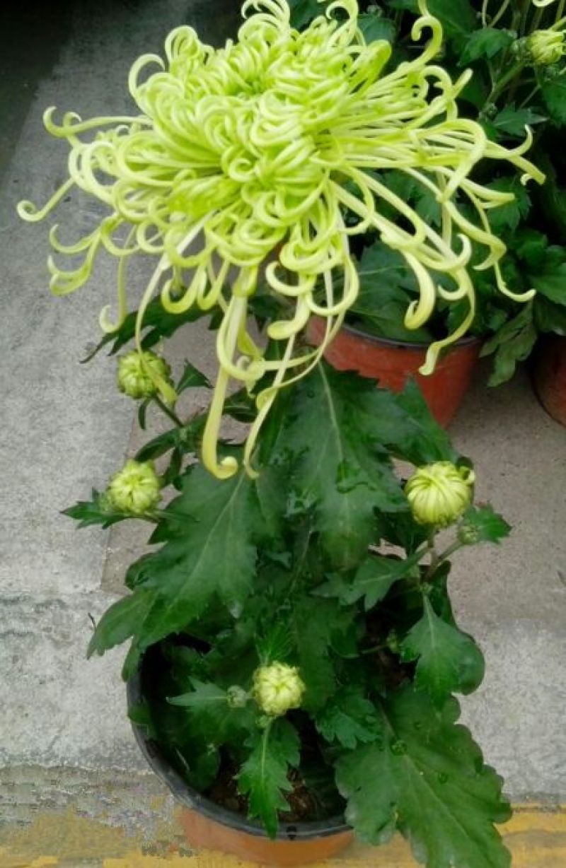 菊花苗