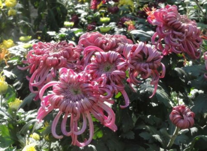菊花苗