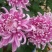 菊花苗