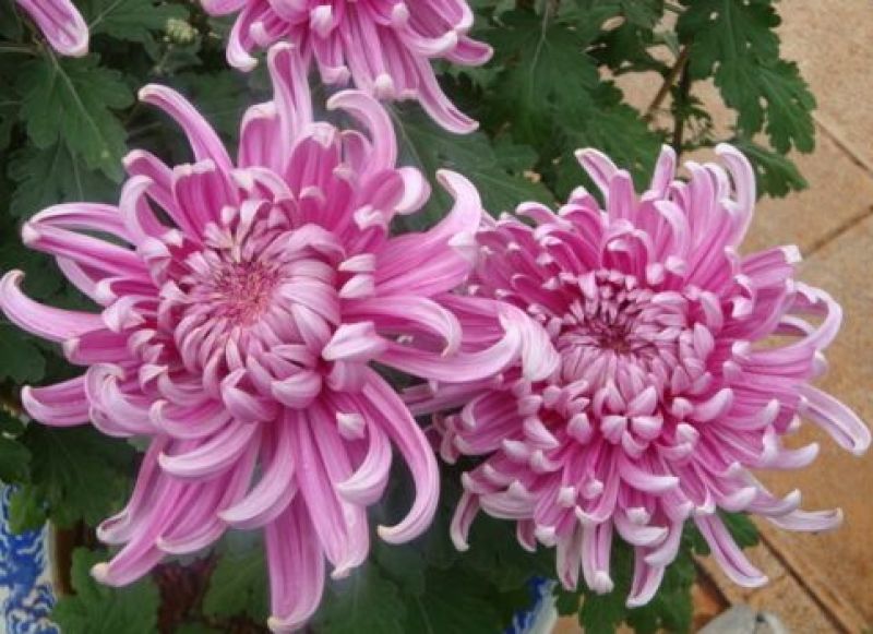 菊花苗
