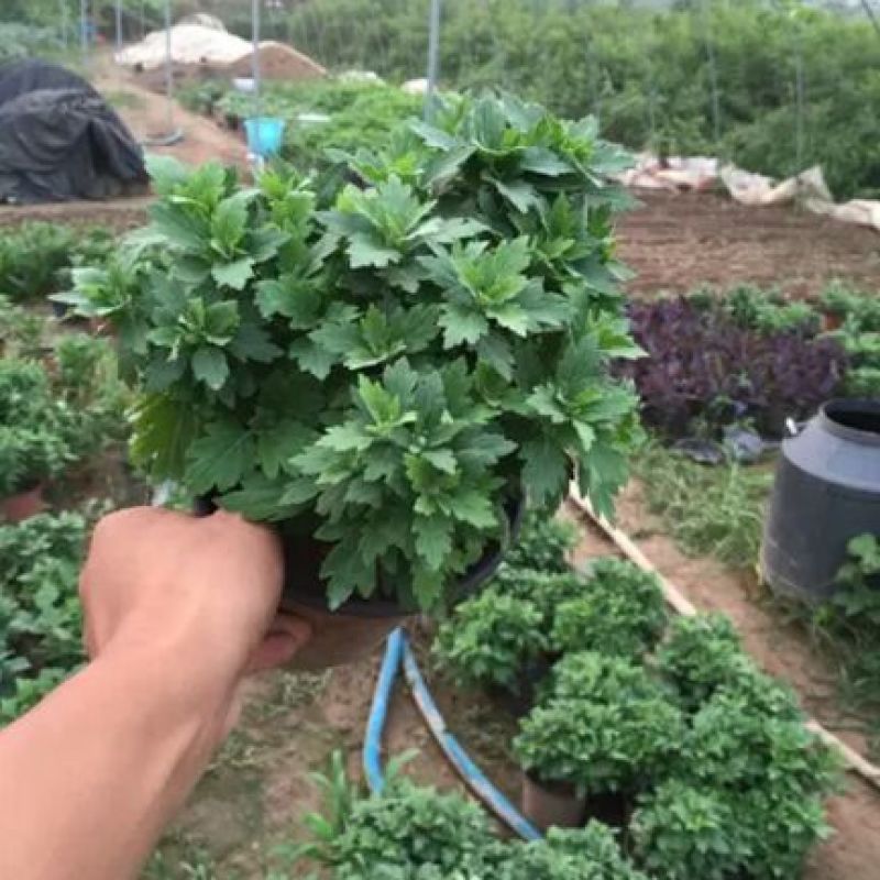 菊花苗