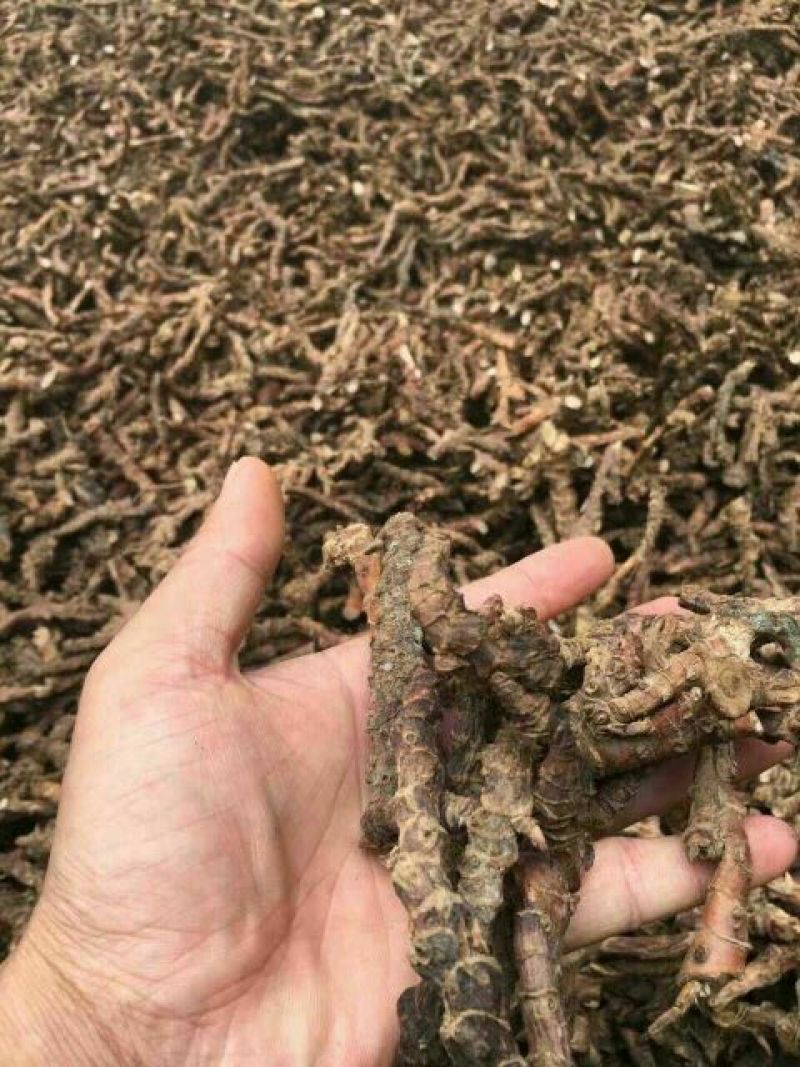 石菖蒲，产地直供，可视频看货