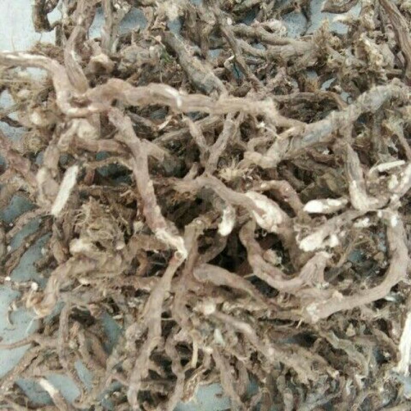 石菖蒲，产地直供，可视频看货